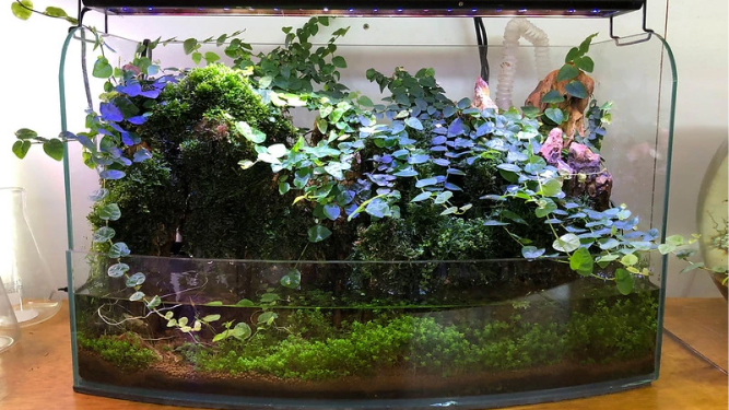 Paludario tropicale
