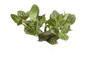 Fittonia verde