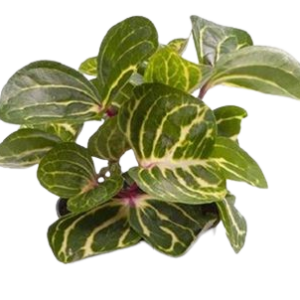Iresine Herbstii