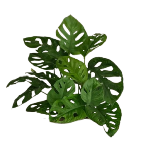 Monstera Obliqua