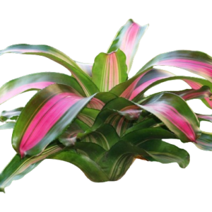 Neoregelia