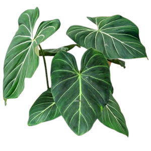 Philodendrum
