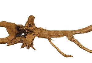 Spider Wood 40-50cm