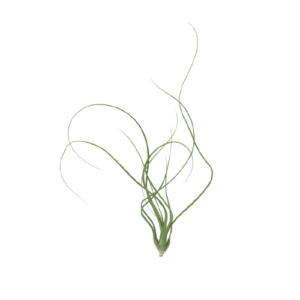 Tillandsia butzii