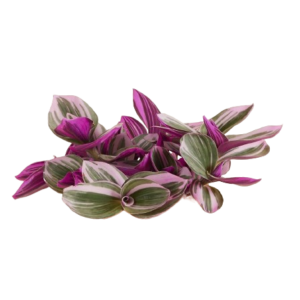 Tradescantia
